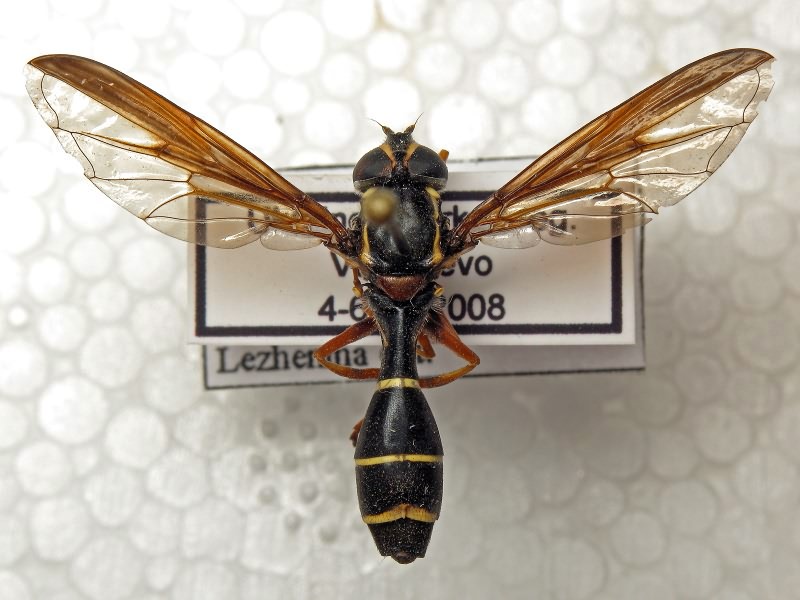 Doros profuges (Harris, 1780)